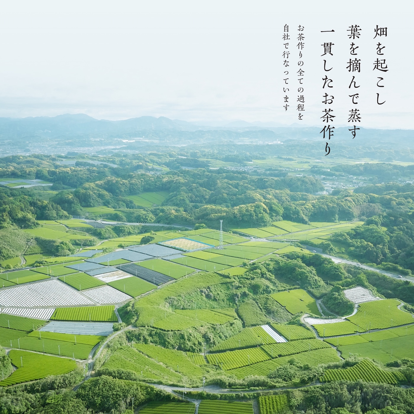 畑を起こし葉を摘んで蒸す一貫したお茶作り、お茶作りの全ての過程を自社で行なっています