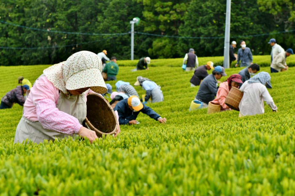 生産の熱意が『天皇杯受賞』に
