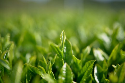 茶畑での栽培