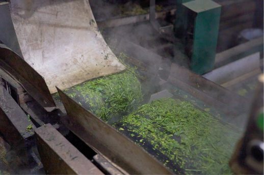 自社工場での製茶