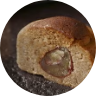 限定お菓子