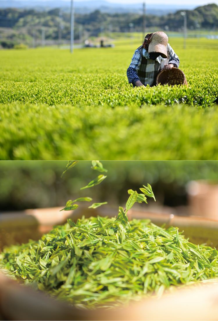 新茶2026 この時期だけの味わい