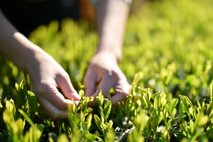 茶葉を摘む