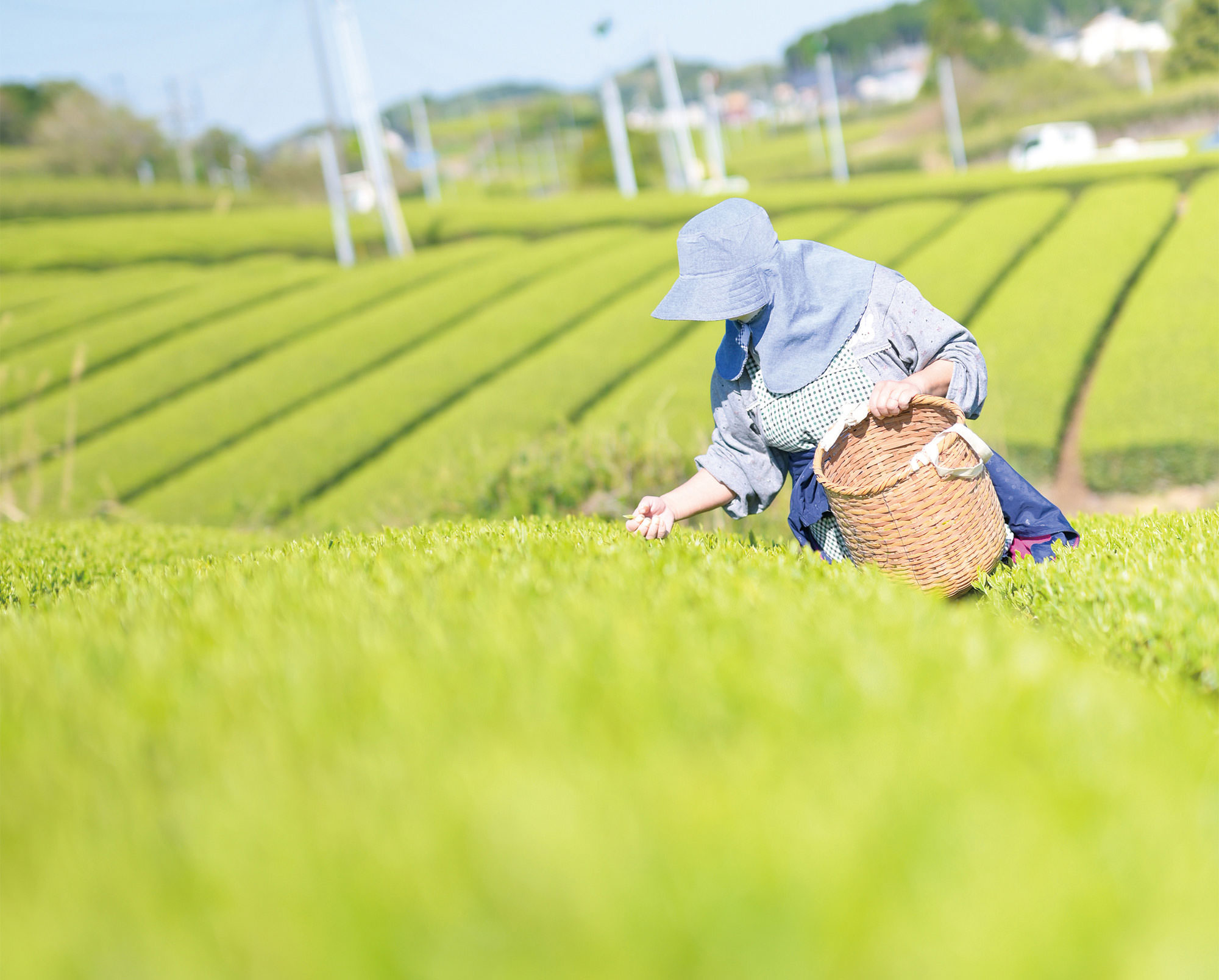 晴天の茶畑で丁寧に茶葉を摘む様子