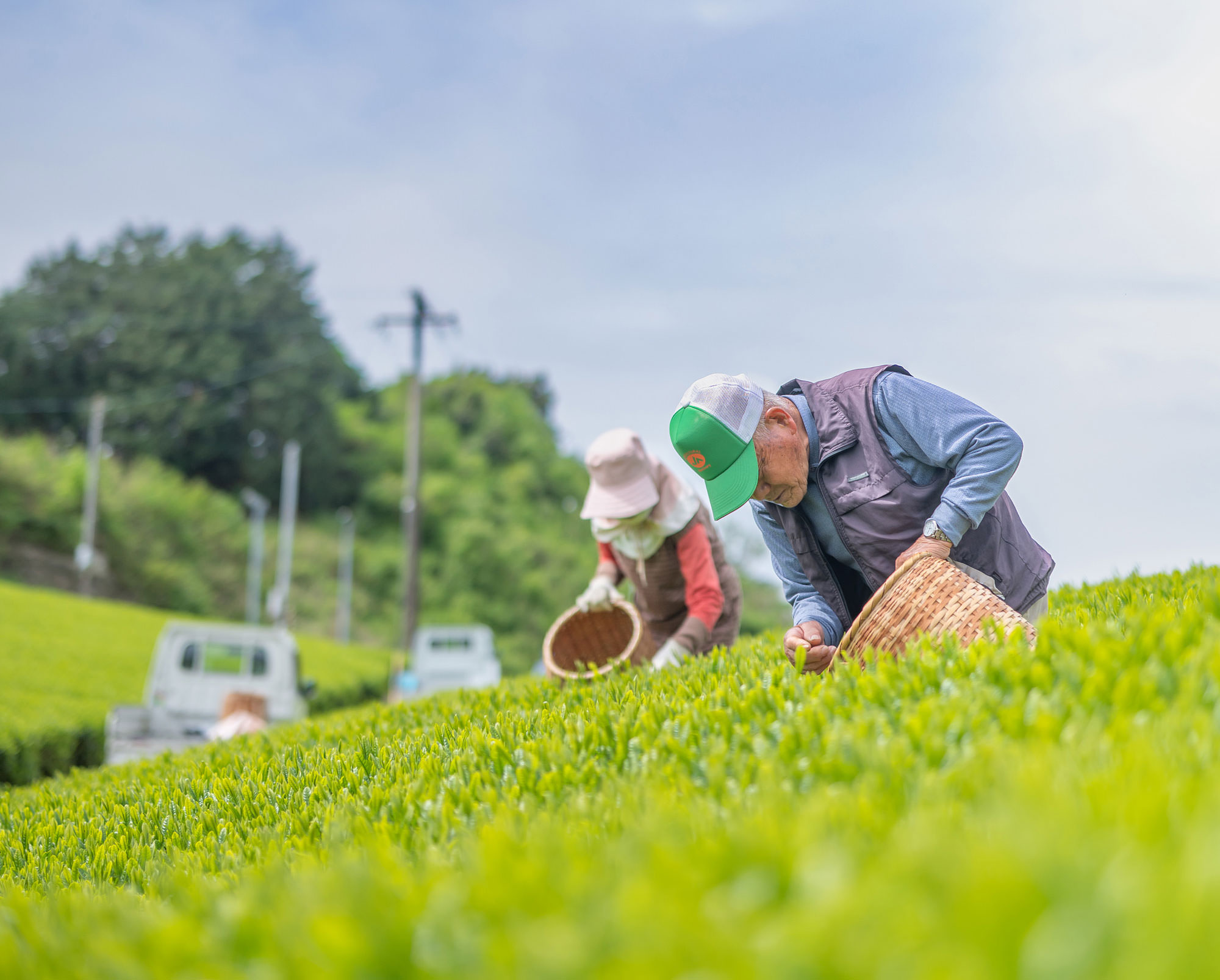 茶畑で新茶を手摘みする様子